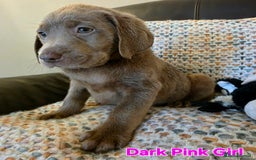 Labrador Retriever dogs for sale: Gorgeous KC Silver Labrador Puppies. - Image 4