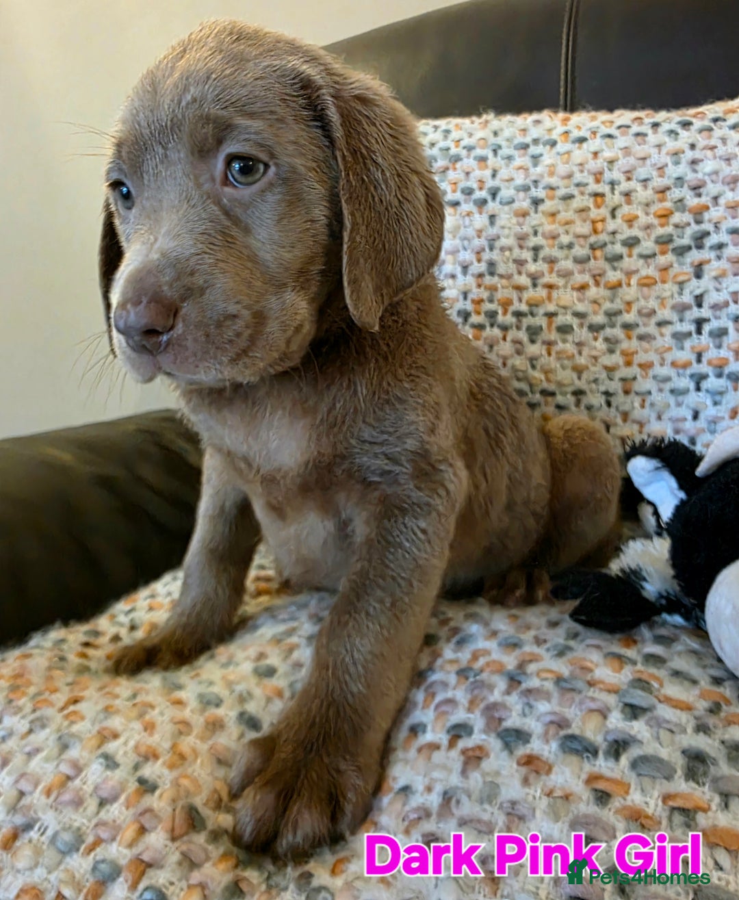 Labrador Retriever dogs for sale: Gorgeous KC Silver Labrador Puppies. - Image 4