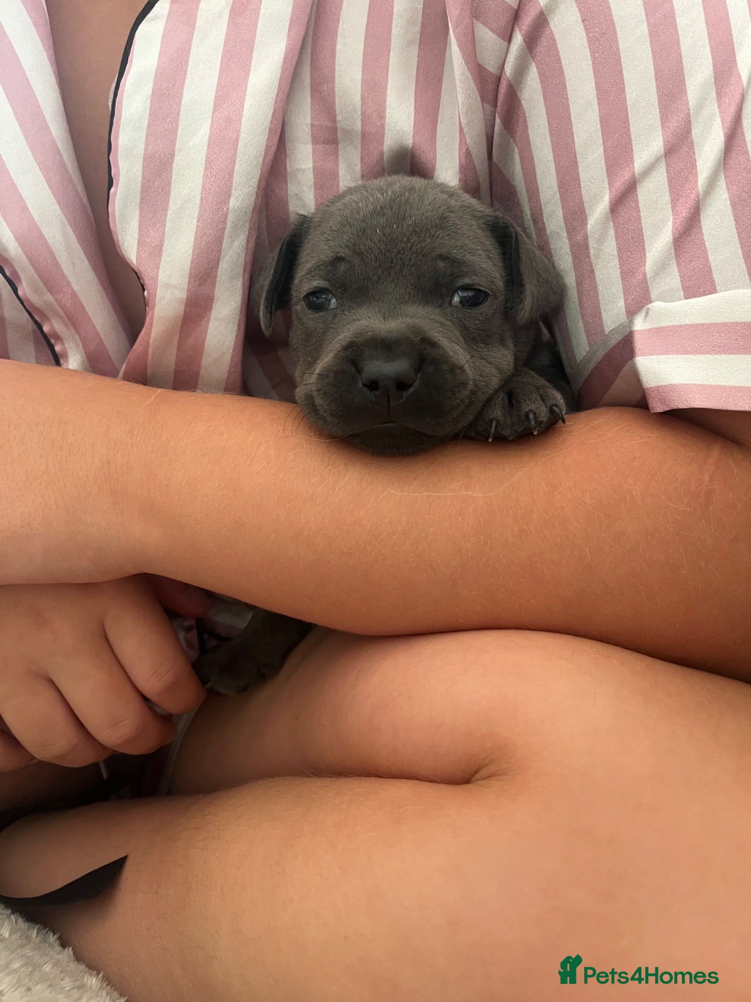 Staffordshire Bull Terrier dogs Beautiful Staffordshire Bull Terrier Pups - Advert 4