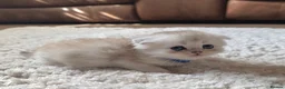 Munchkin cats for sale: Scottish Kilts ( MUNCHKIN FOLD) kittens 😸  in Gloucester - Advert 10