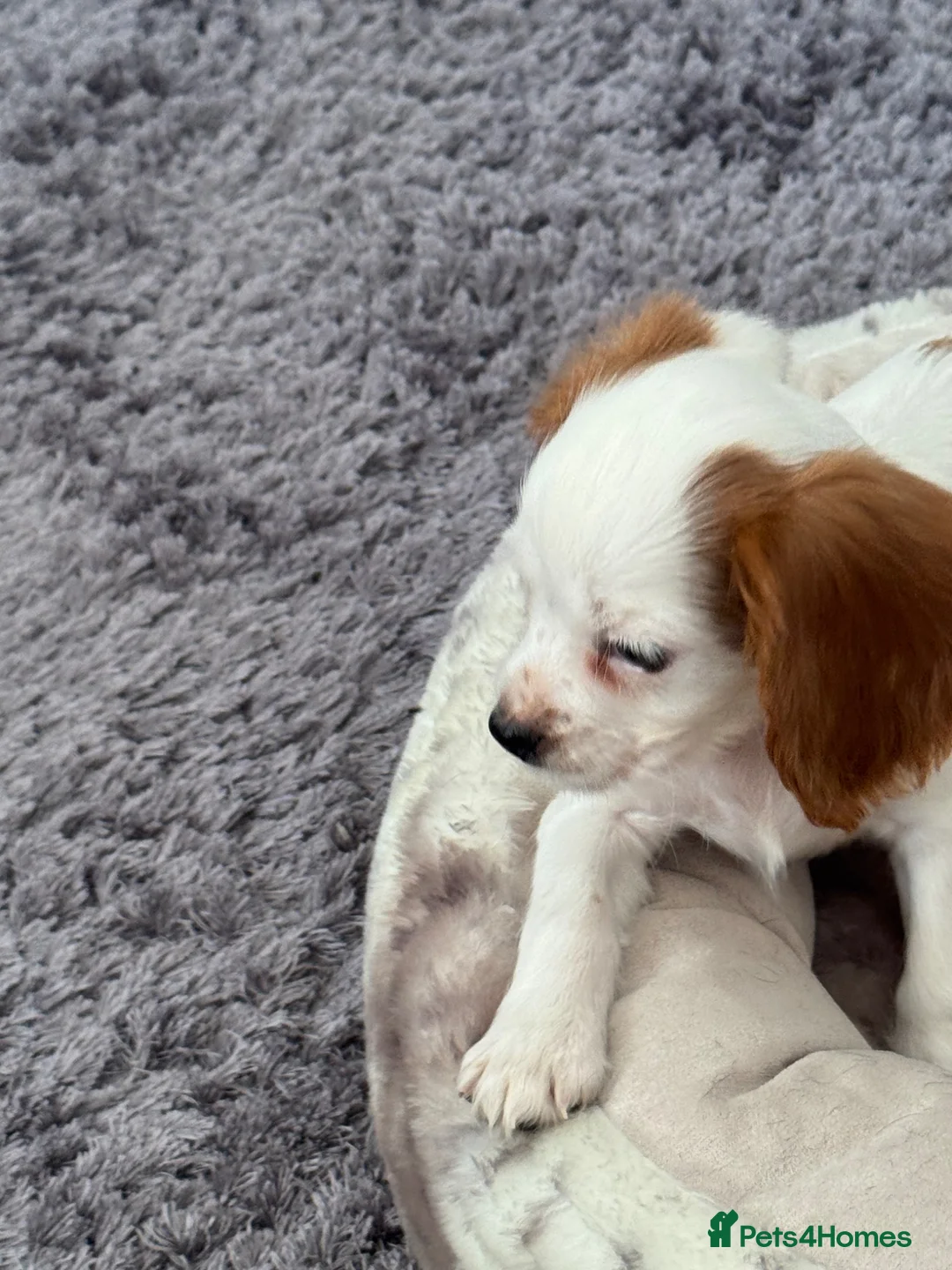Cavalier King Charles Spaniel dogs for sale: Cavalier Puppies - Advert 2