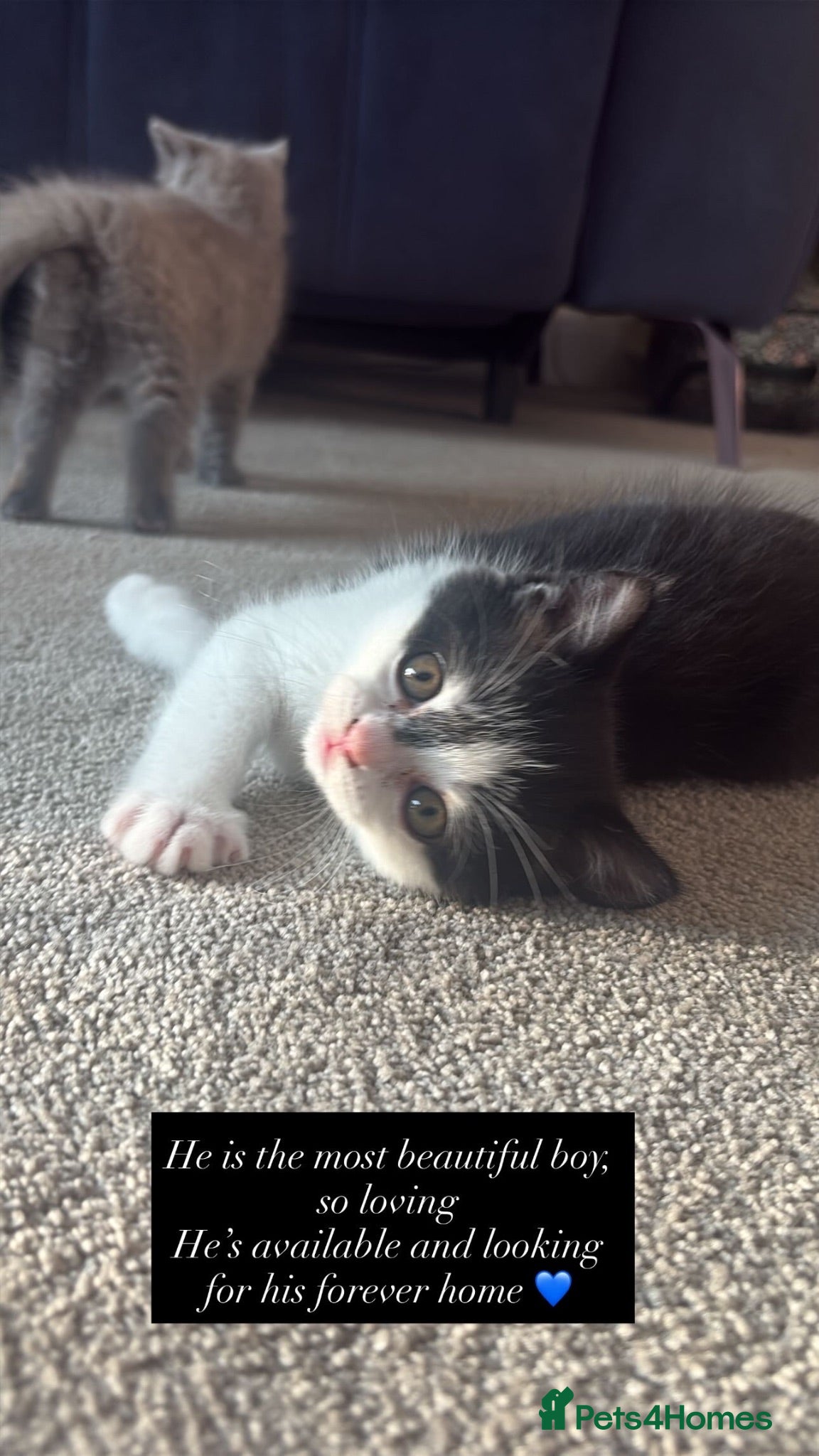 British Shorthair cats Beautiful British Shorthair Kittens Available  - Advert 2