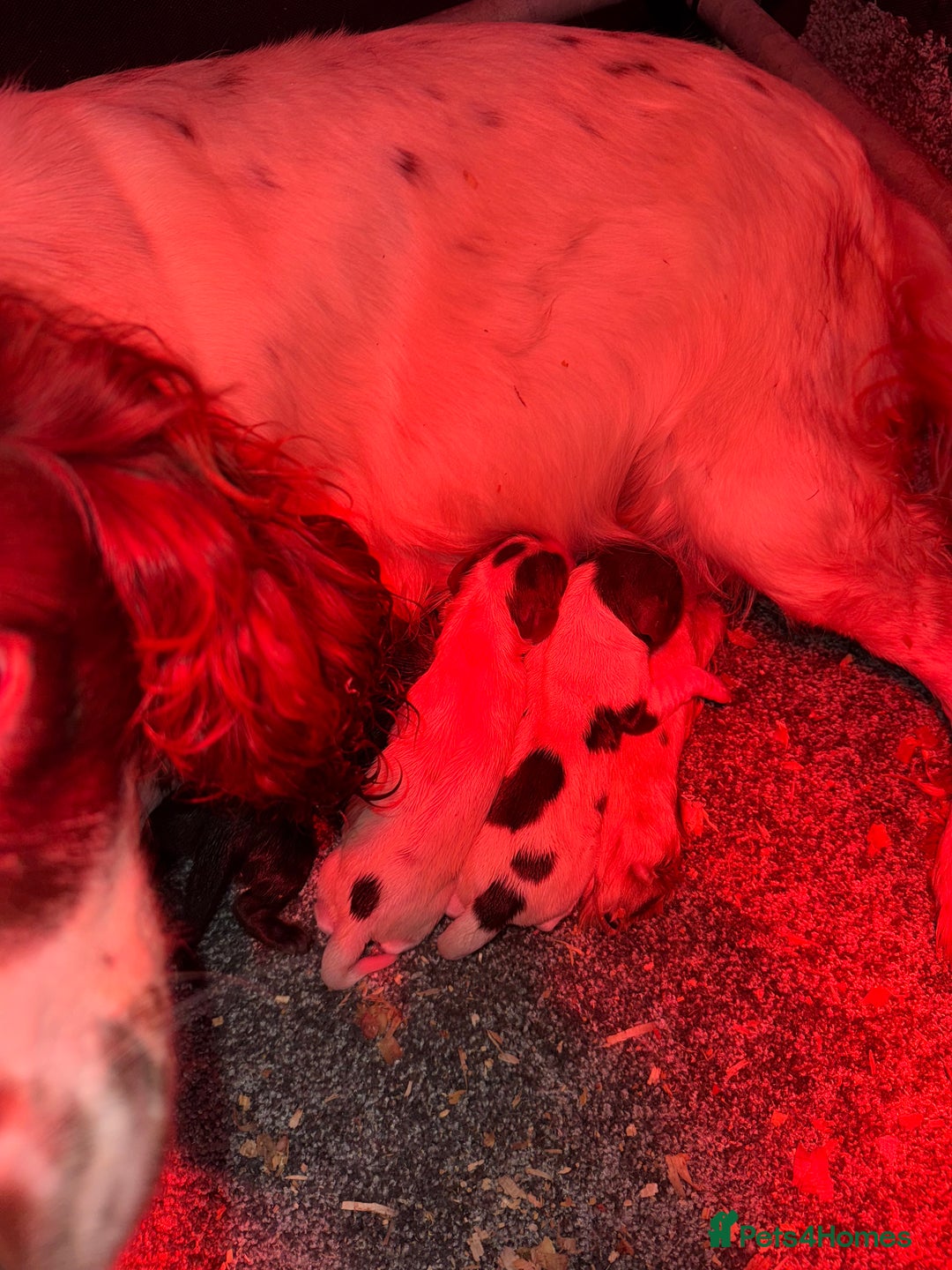 English Springer Spaniel dogs for sale: 2 male Working springer spaniels ready to leave! - Advert 9