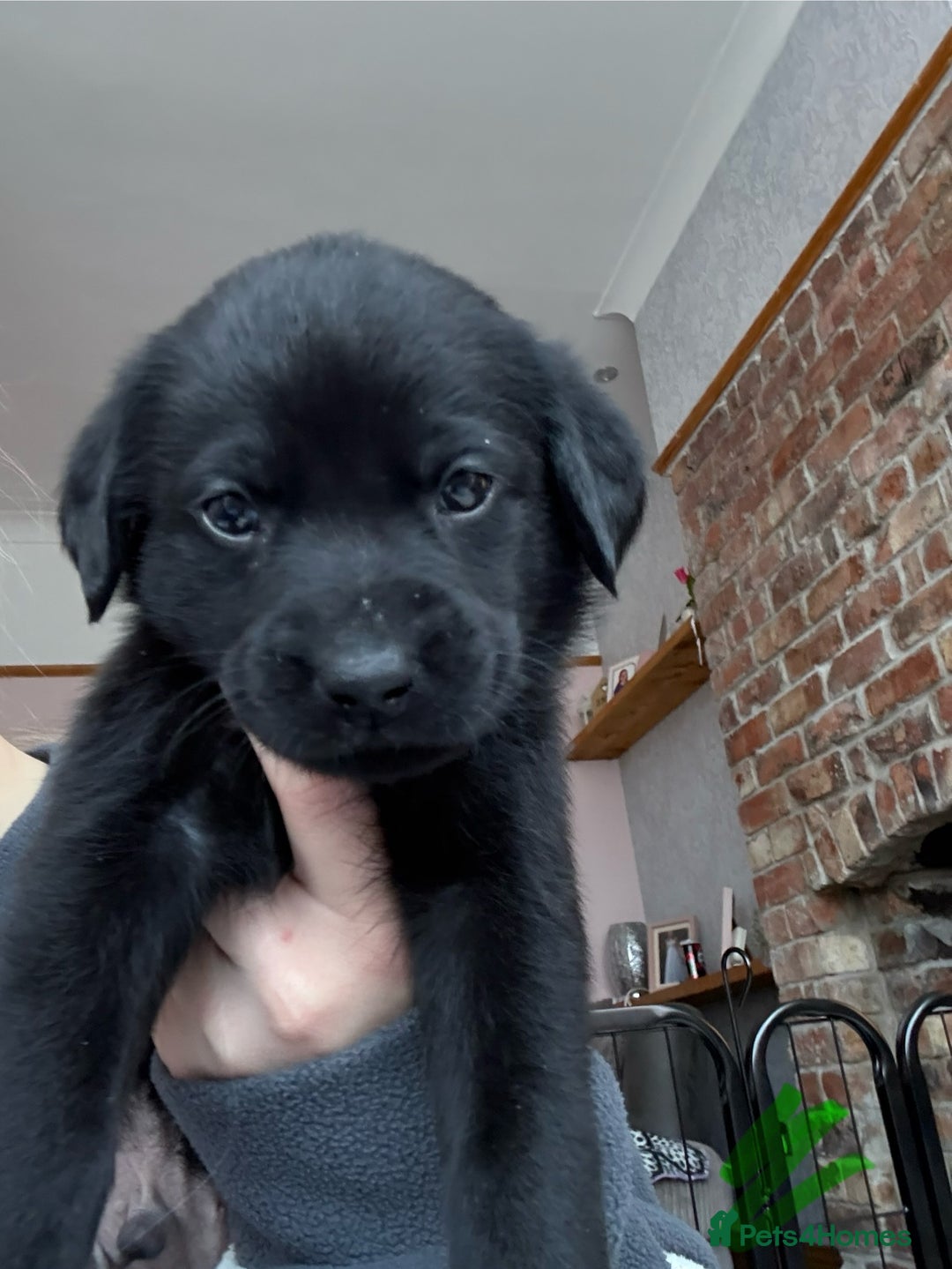 Labrador Retriever dogs for sale: Gorgeous chunky black lab pups🖤 - Advert 27