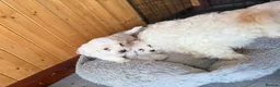 Maltese dogs for sale: 🐶 5 Beautiful Maltese🤍 in Coventry - Advert 5