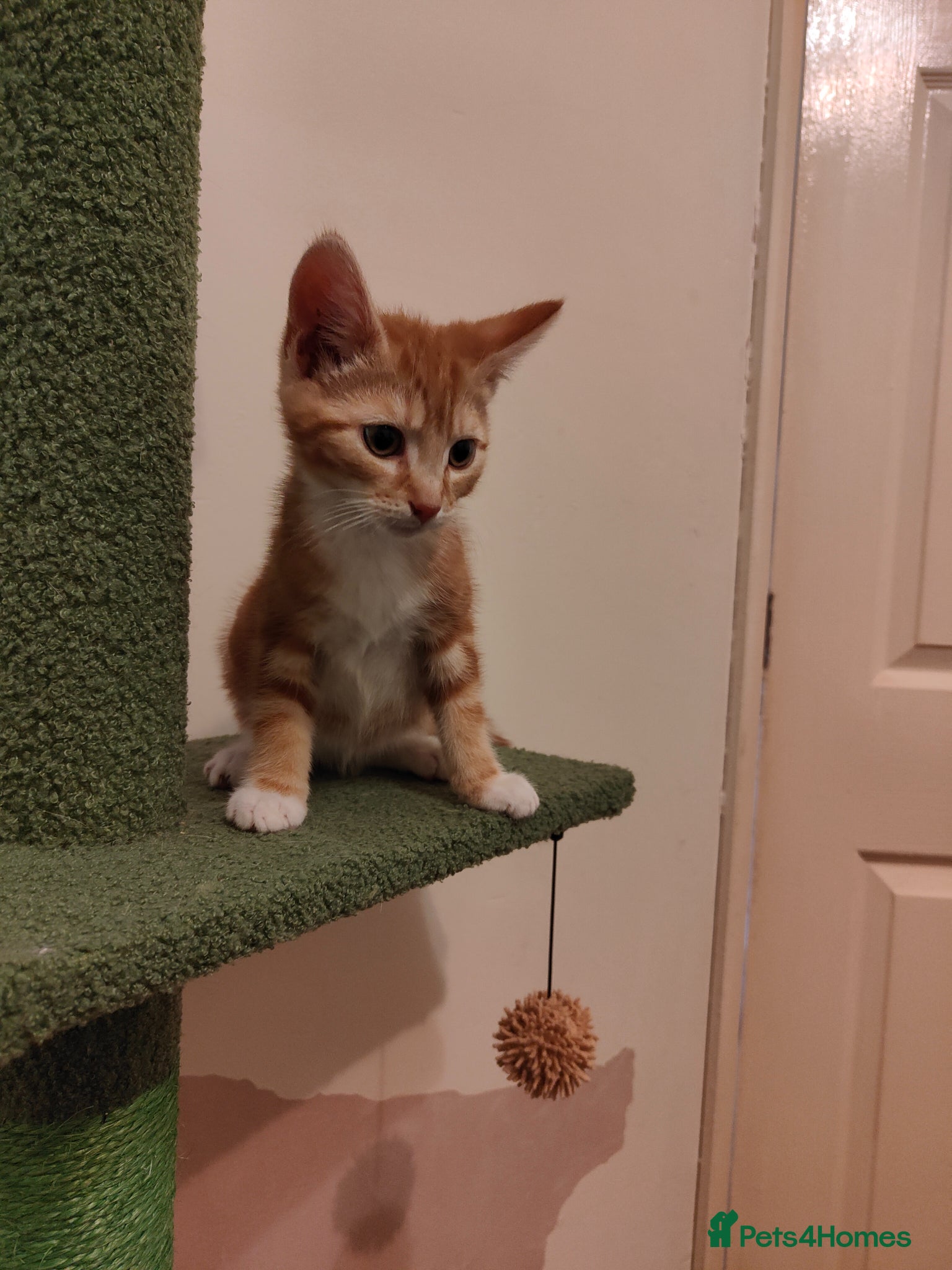 Mixed Breed cats Kittens ready for their forever home. - Advert 4