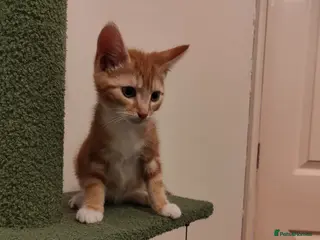 Mixed Breed cats Kittens ready for their forever home. - Advert 4