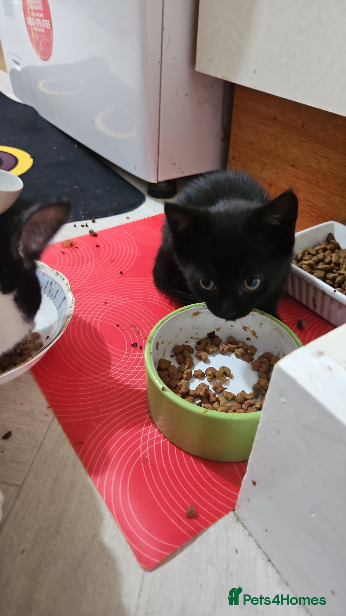 Domestic Shorthair cats Kittens for sale - Advert 1