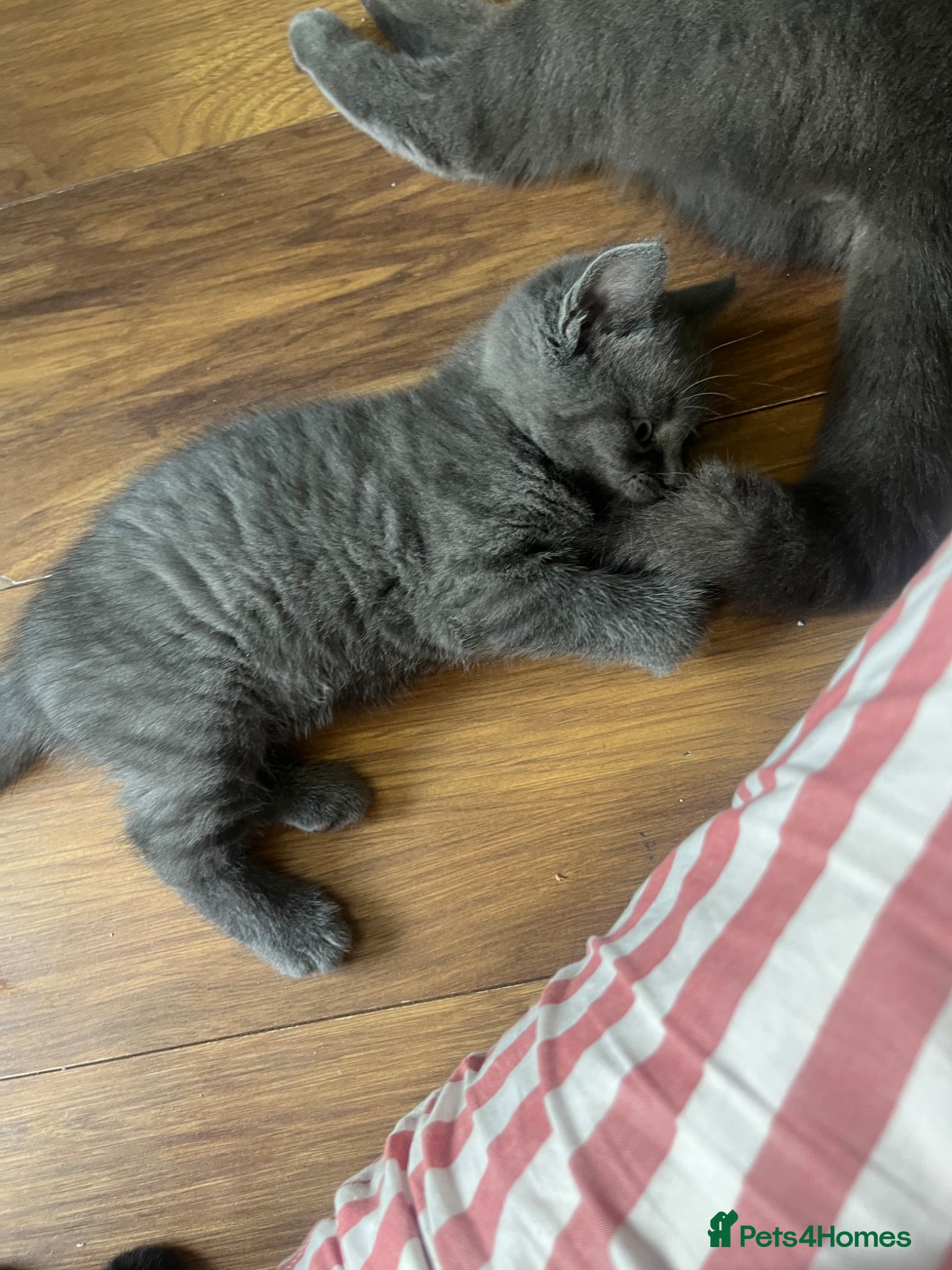 British Shorthair cats for sale: Black and white British shorthairs - Advert 4