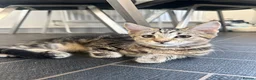 Mixed Breed cats for sale: Maincoon cross kittens  - Advert 1