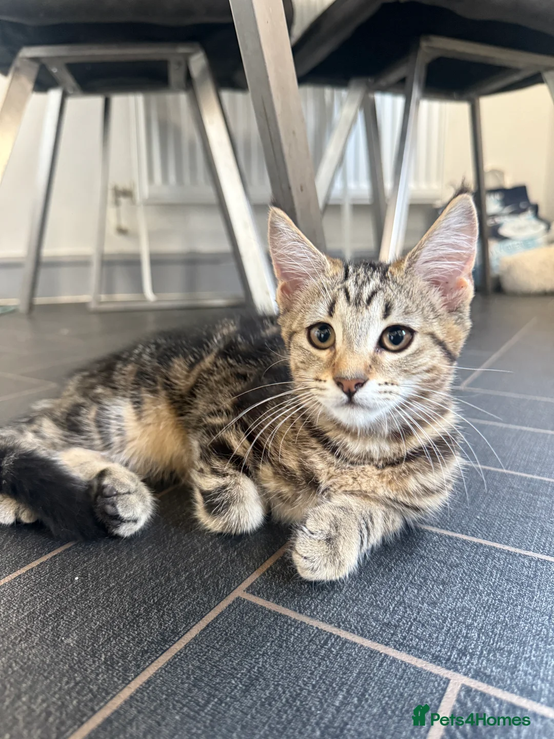 Mixed Breed cats for sale: Maincoon cross kittens  - Advert 1