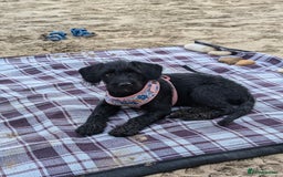 Labradoodle dogs for sale: Matilda  - Image 1