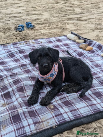 Labradoodle dogs - Advert 4