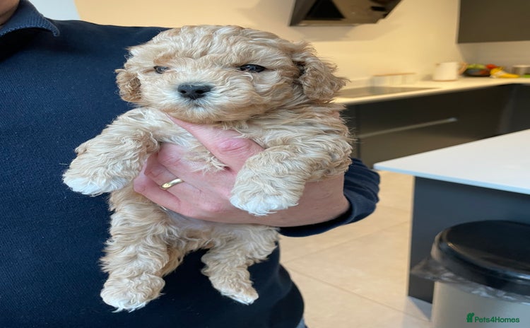 Maltipoo dogs - Advert 1