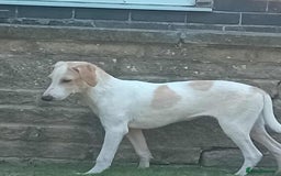 Mixed Breed dogs for adoption: Lulu The Sweet Soul Looking for Her Forever Home - Image 6