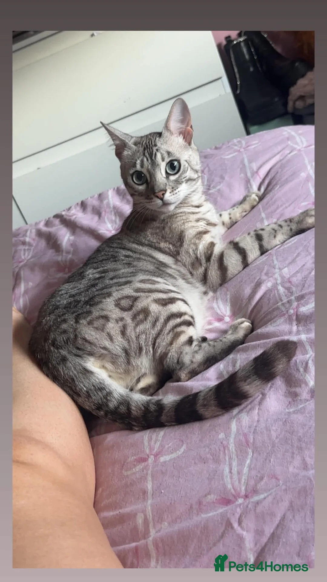 Bengal cats for sale: Beautiful bengal cat - Advert 1