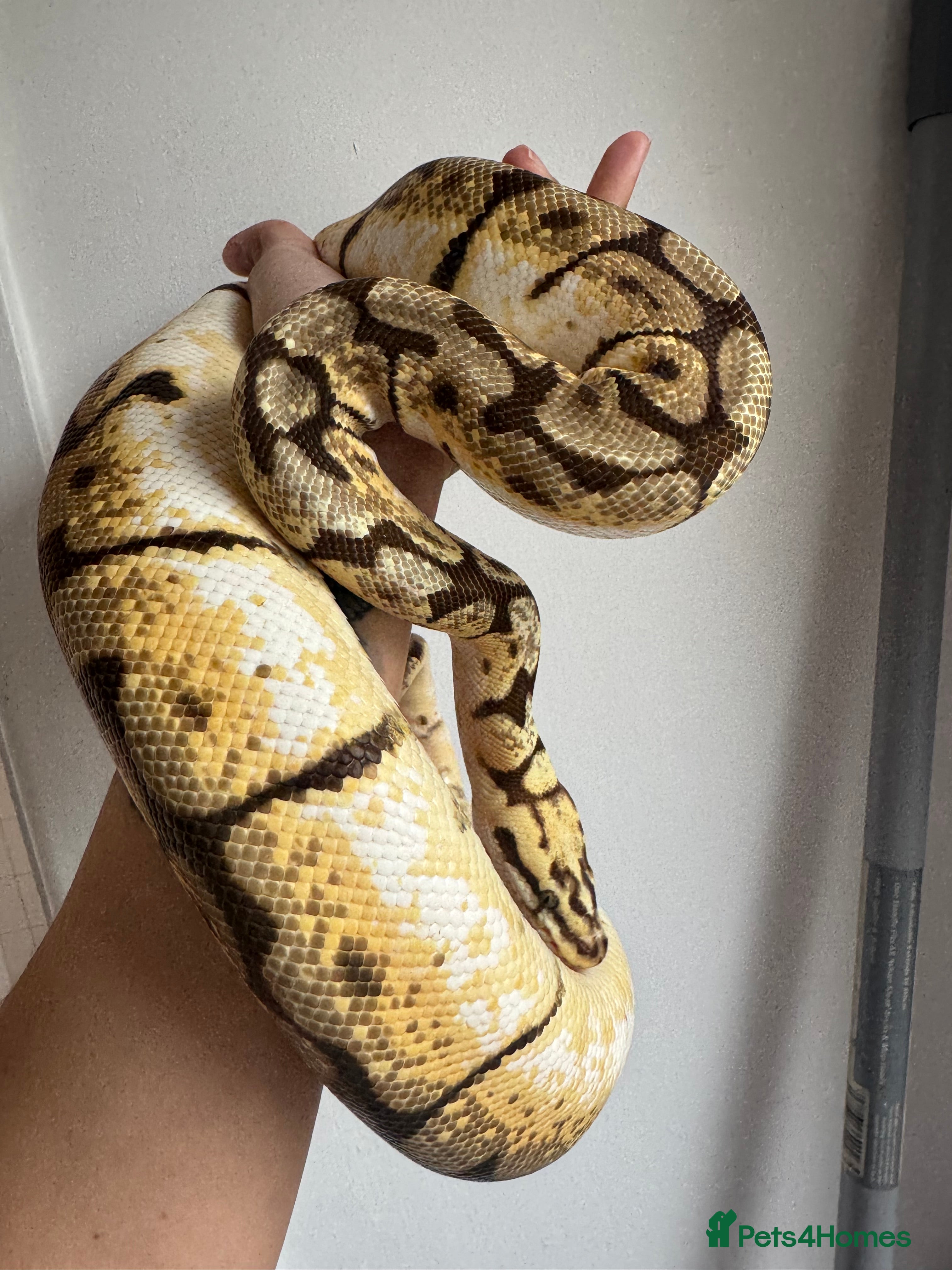 Python Snake reptiles Ball pythons, babies and adults various morphs - Advert 19