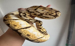 Python Snake reptiles for sale: Ball pythons, babies and adults various morphs - Image 10