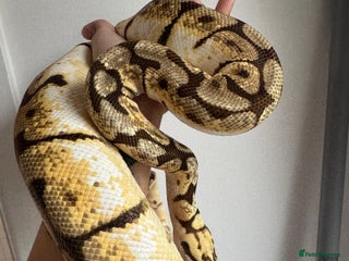 Python Snake reptiles - Advert 9