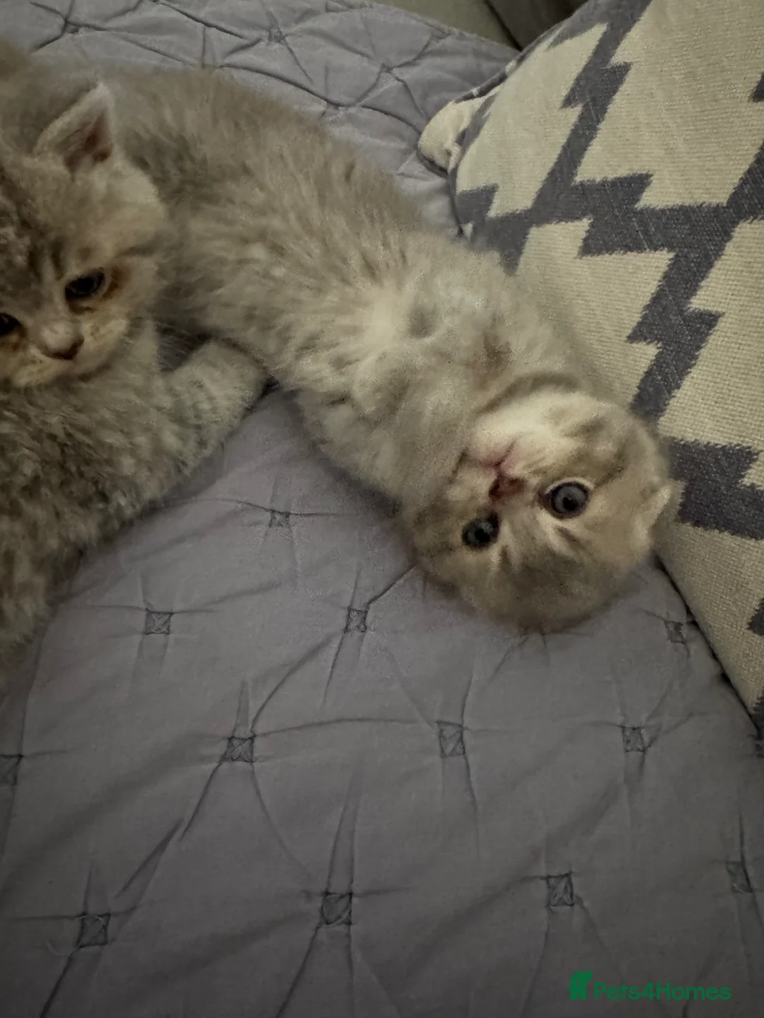 Scottish Fold cats for sale: Tica Scottish fold kittens - Advert 1