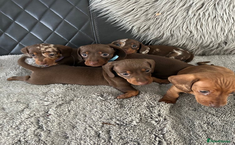 Miniature Dachshund dogs - Advert 10