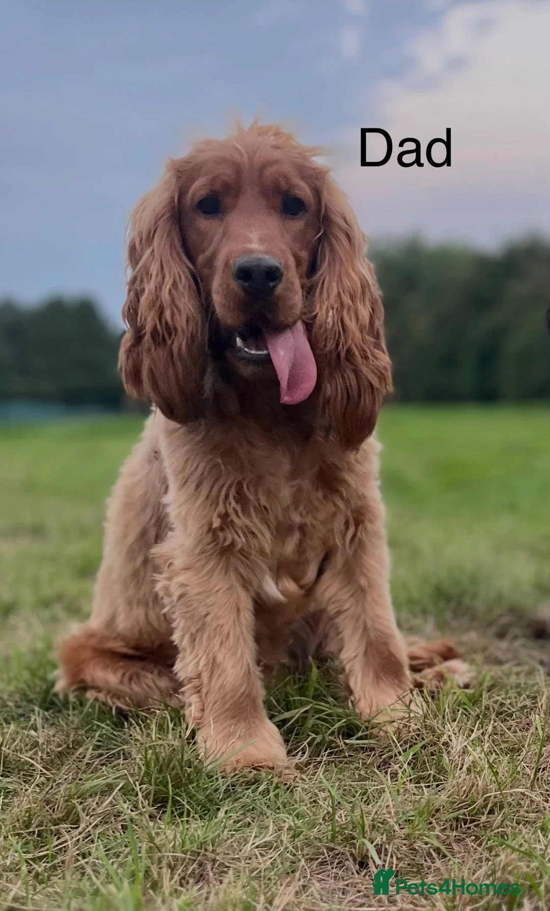 Cocker Spaniel dogs for sale:  🌟Exceptional Show Cocker Spaniel Puppies🌟 - Advert 8