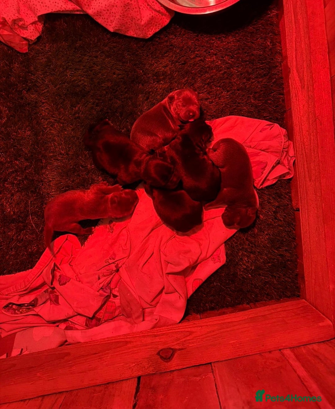 Staffordshire Bull Terrier dogs for sale: Beautiful staffordshire bull terrier puppies  - Image 10