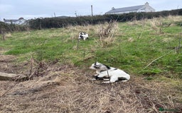 Goats livestock for sale: Male Pygmy goats for sale  - Image 2
