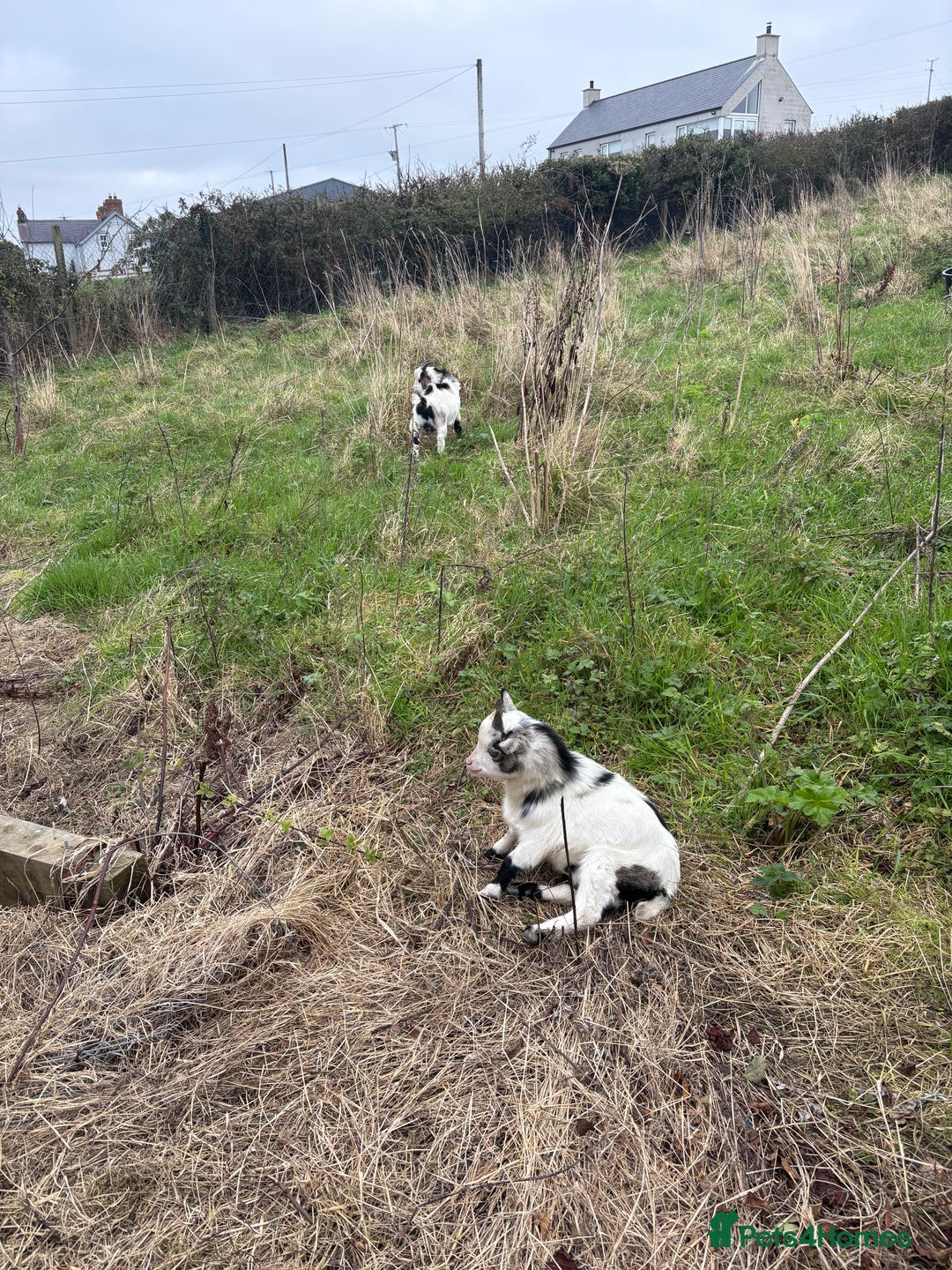 Goats livestock for sale: Male Pygmy goats for sale  - Image 2
