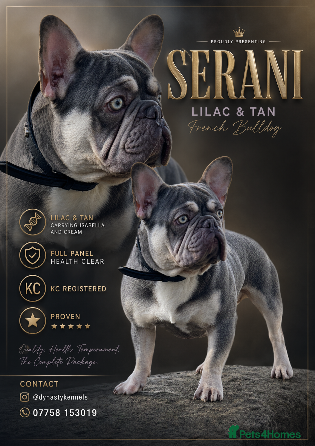 French Bulldog dogs SERANI LILAC AND TAN FOR STUD  - Advert 1