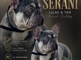 French Bulldog dogs for stud: SERANI LILAC AND TAN FOR STUD - Advert 4