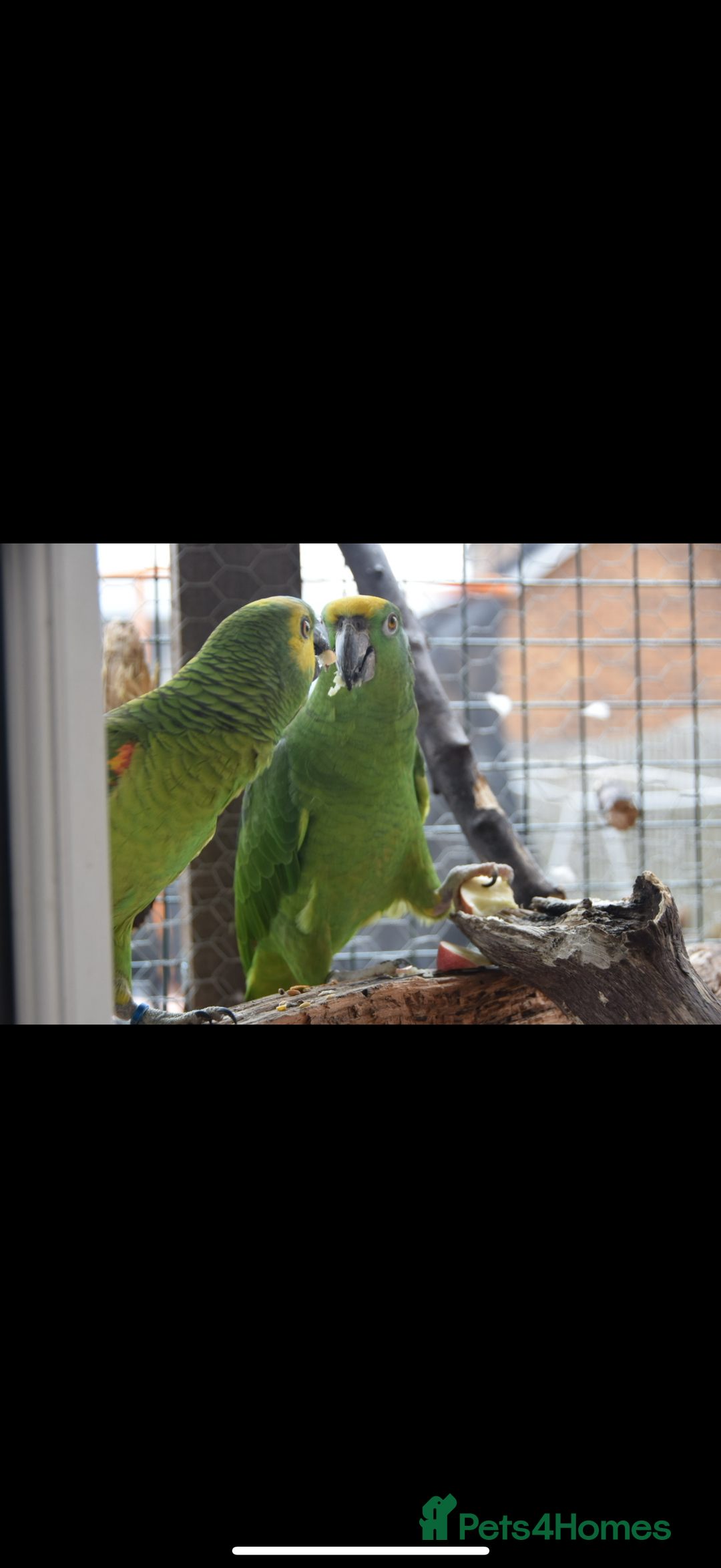 Parrots birds for sale: Two Amazon parrots - Image 3