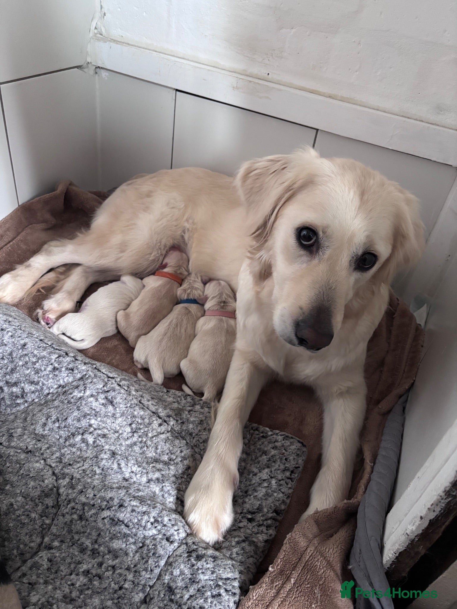Golden Retriever dogs Beautiful litter of golden retrievers  - Advert 1