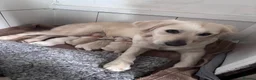 Golden Retriever dogs for sale: Beautiful litter of golden retrievers  - Advert 1