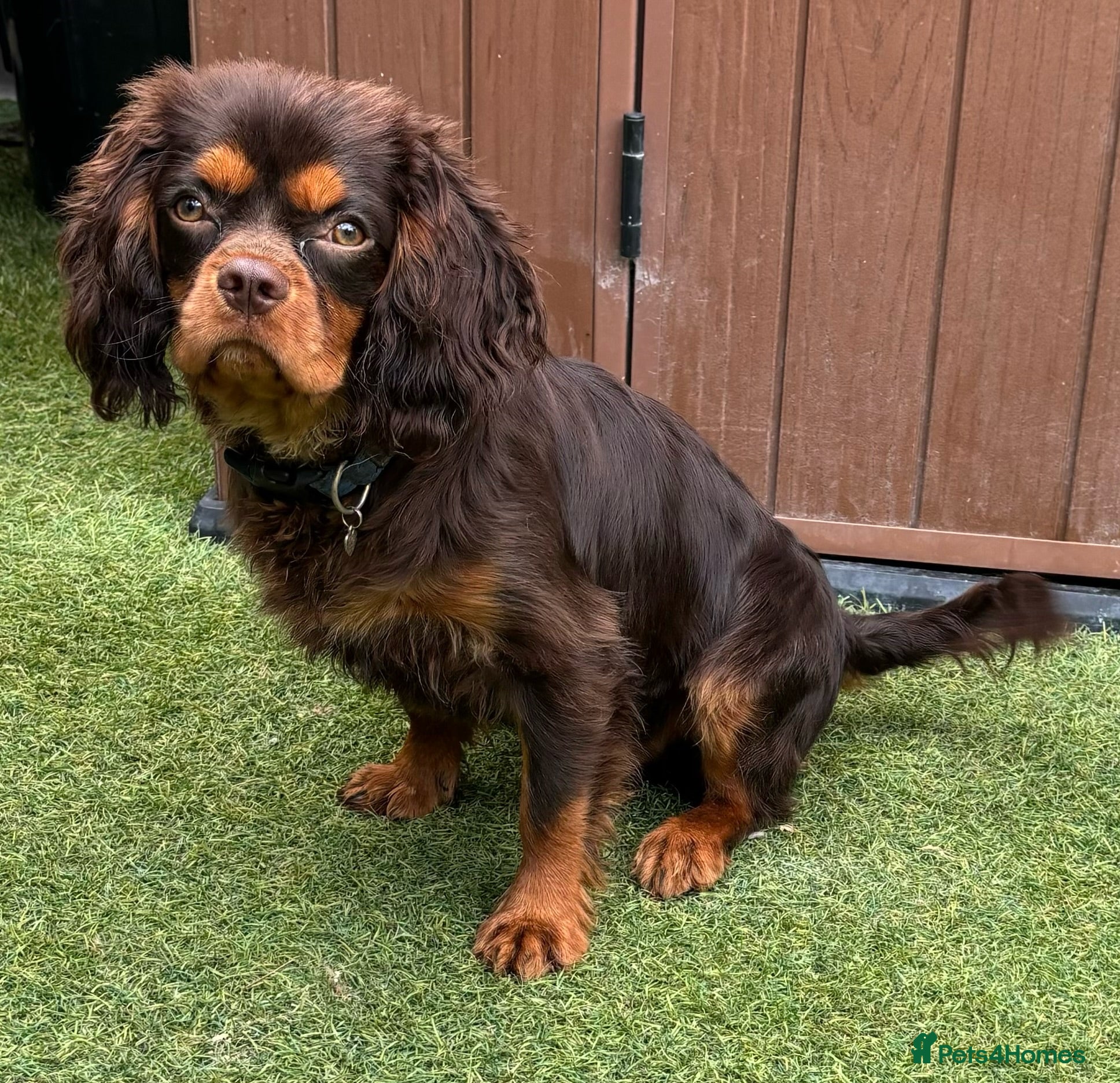 Cavalier King Charles Spaniel dogs KC REG  HEALTH TESTED CHOC & TAN CAV STUD  - Advert 6