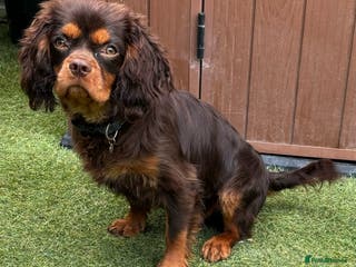 Cavalier King Charles Spaniel dogs KC REG HEALTH TESTED CHOC & TAN CAV STUD - Advert 6
