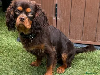 Cavalier King Charles Spaniel dogs KC REG HEALTH TESTED CHOC & TAN CAV STUD - Advert 6