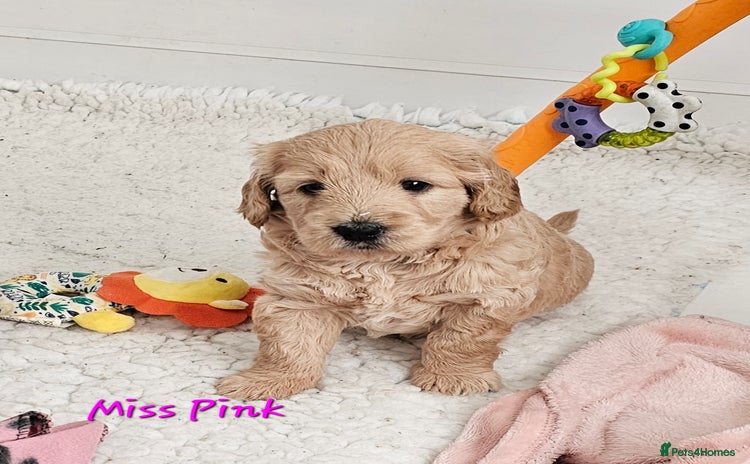 Goldendoodle dogs - Advert 1