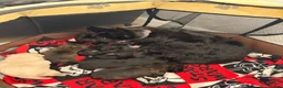 Scottish Terrier dogs for sale: Scottish terrier puppies  - Advert 1