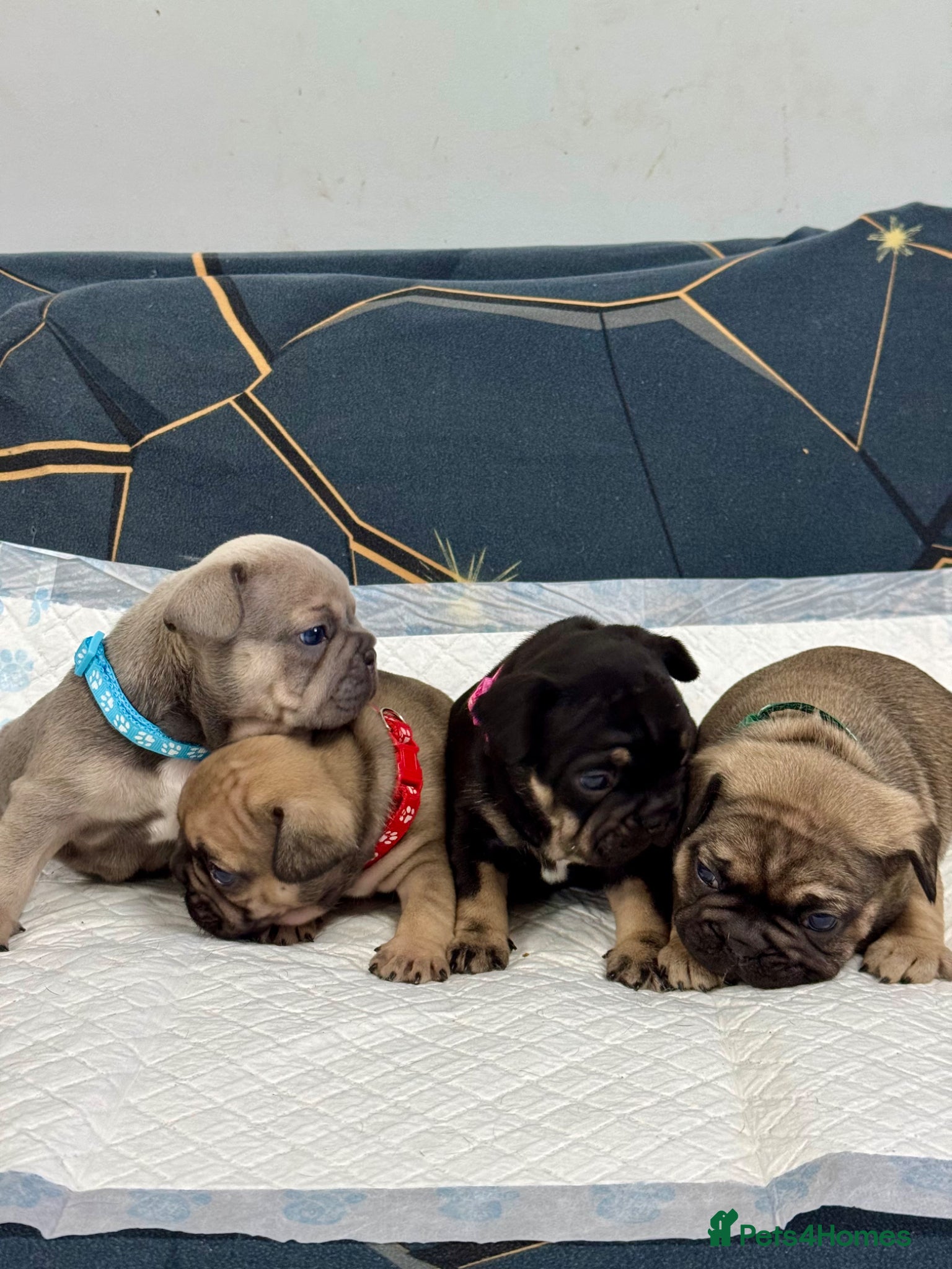 French Bulldog dogs Beautiful French Bulldog litter - Advert 6