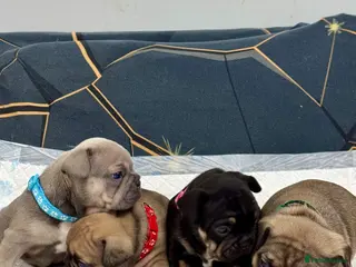 French Bulldog dogs Beautiful French Bulldog litter - Advert 6