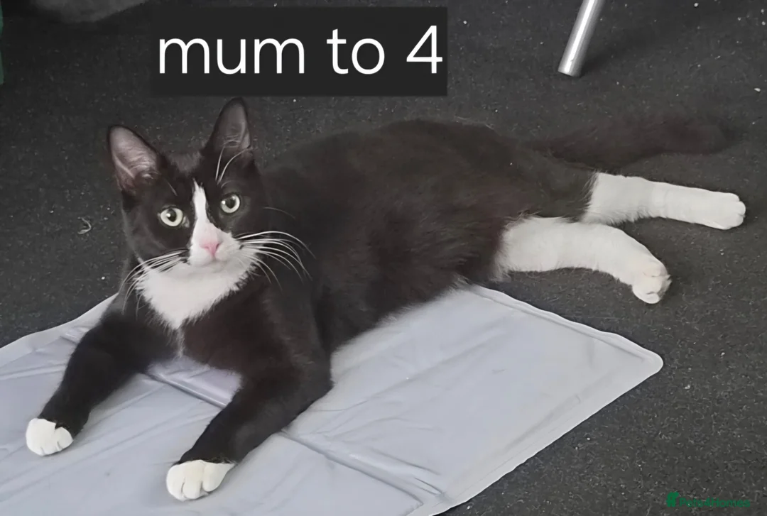 Mixed Breed cats for sale: 4 week old kittens in Nottingham - Advert 2