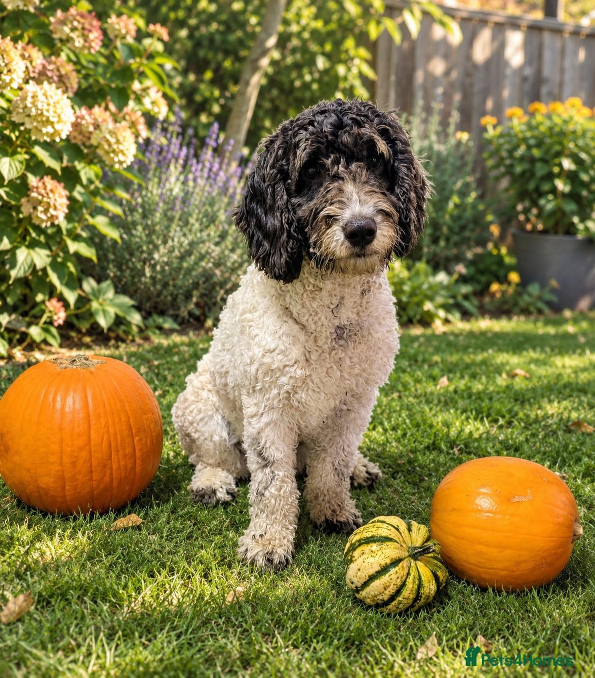 Spanish Water Dog dogs Spanish Water Dog - Advert 1