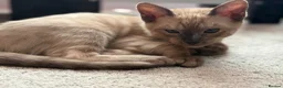 Bengal cats for sale: TICA registered Seal Solid Silver Mink Bengals - Advert 14