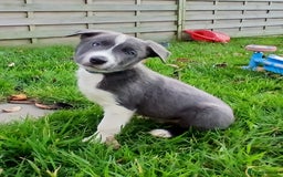 Border Collie dogs for sale: Border Collie pups for sale  - Image 2