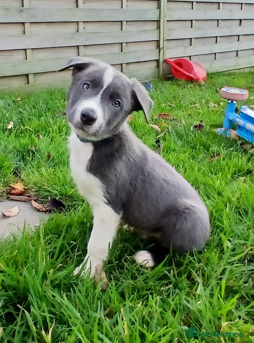 Border Collie dogs for sale: Border Collie pups for sale  - Image 2