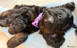 Cockapoo dogs for sale: Cockapoo Female Puppy - Ready to leave in 1 week - Image 6