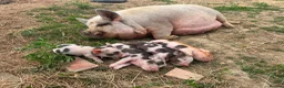 Pig livestock for sale: Piglets - Advert 5