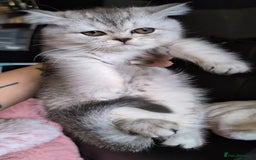 British Shorthair cats for sale: 🐾❣️ Beautiful BSH last Girl 💕 PEDIGREE - Image 2