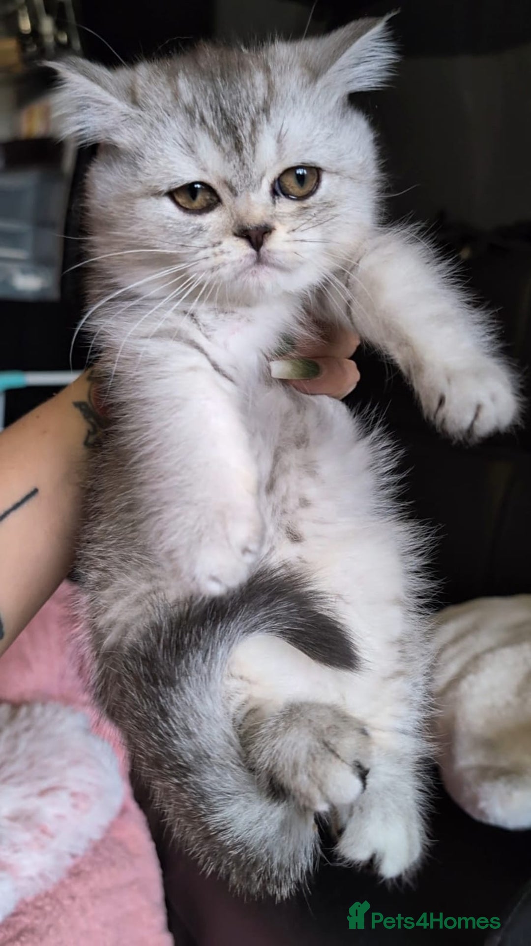 British Shorthair cats for sale: 🐾❣️ Beautiful BSH last Girl 💕 PEDIGREE - Image 2